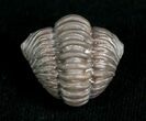 Nicely Enrolled Flexicalymene Trilobite - D #5884-2